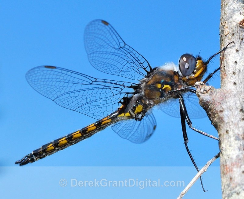 Spiny Baskettail - Dragonflies of Atlantic Canada