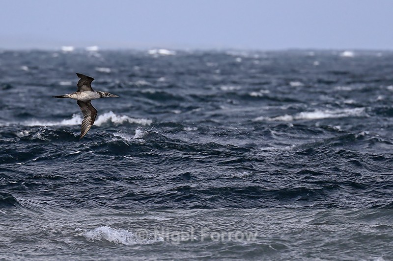 Gannet (juvenile) in flight off Ness of Duncansby, Scotland - Gannet