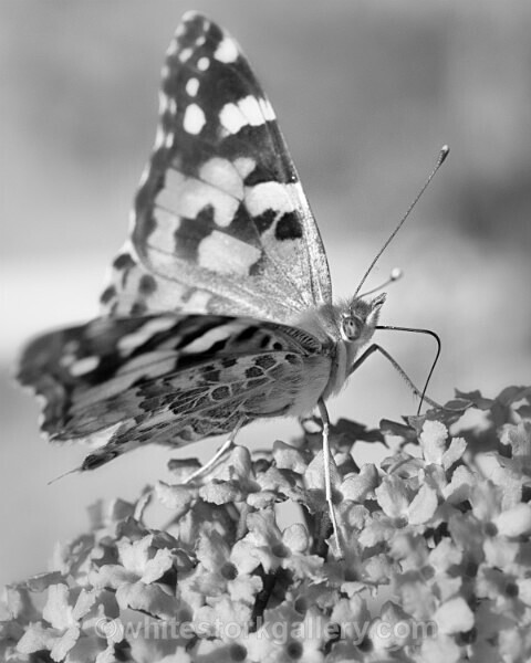  - Slow Photography
