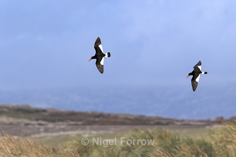 Magellanic Oystercatcher pair in flight, Carcass Island, Falklands - Magellanic Oystercatcher