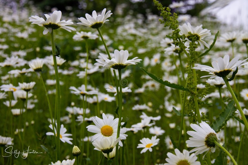 Wild Daisy Fields