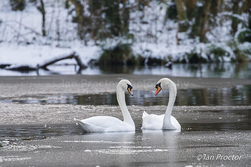 Mute Swan (Cygnus olor) ice-breaker! - Nature