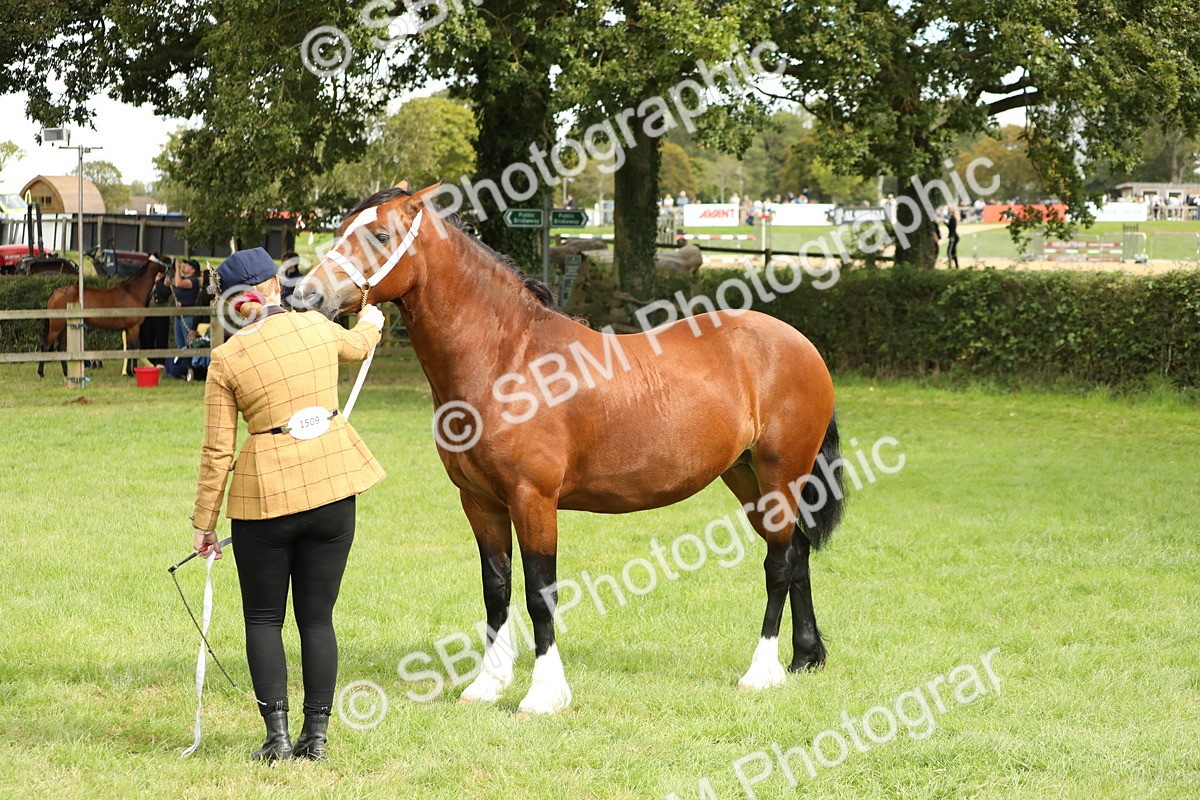 SBM_65421 - S47 - Mountain & Moorland In Hand Large Breeds
