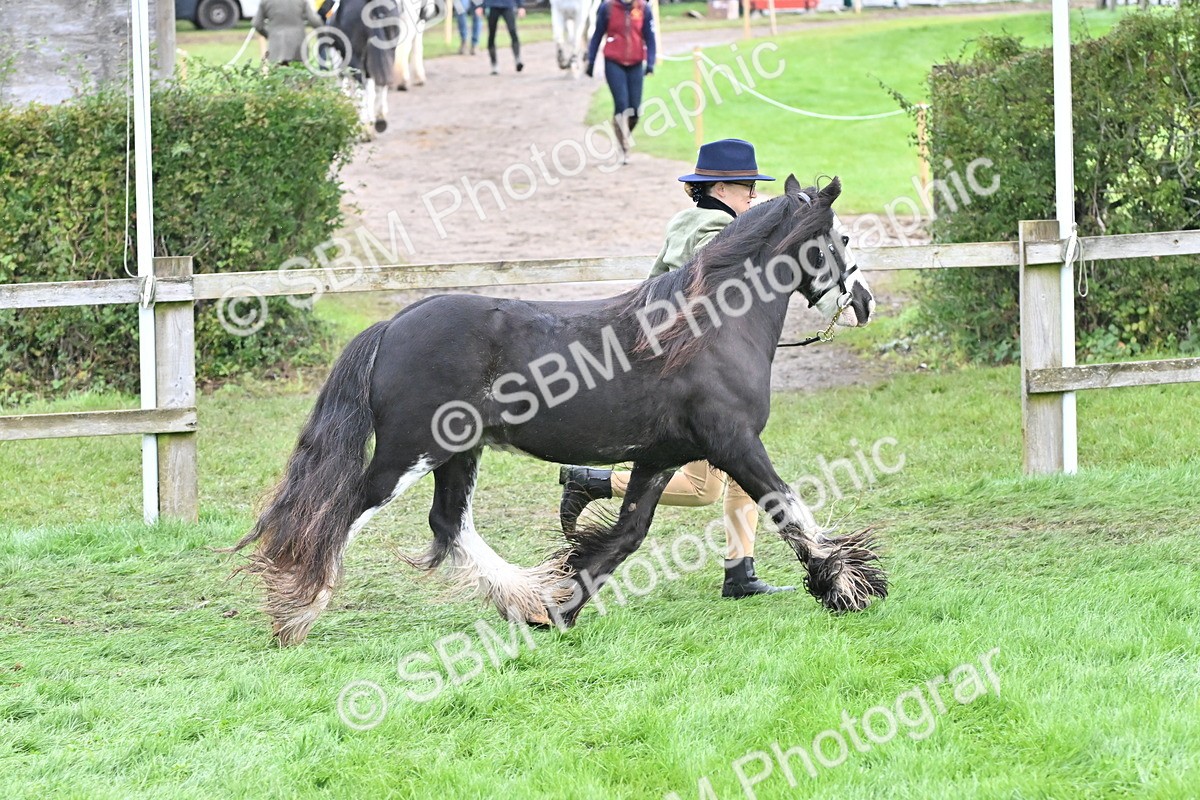 SBM_56958 - S45 - Coloured Pony In Hand
