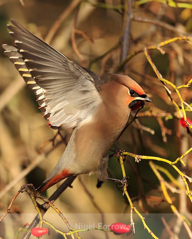 Waxwing about to take off at Bletchley - Waxwing