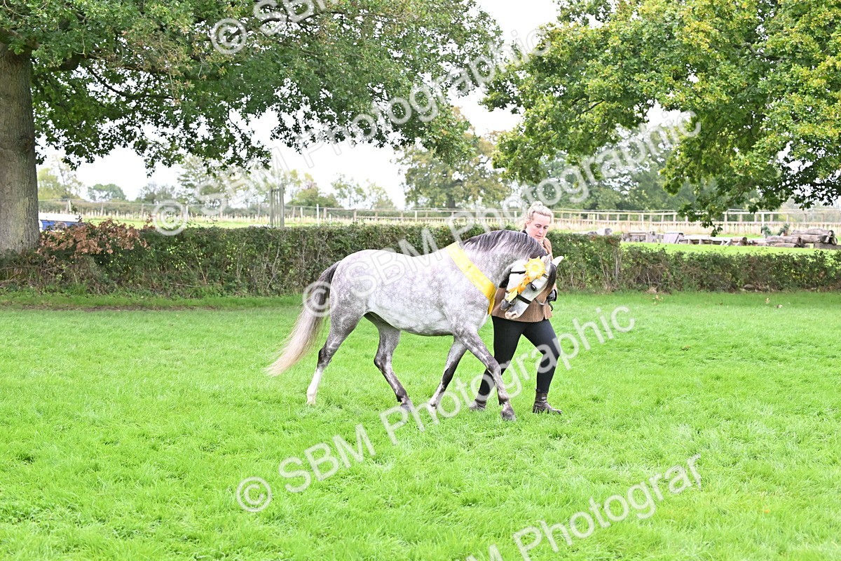 SBM_61101 - S48 - Mountain & Moorland In Hand Small Breeds