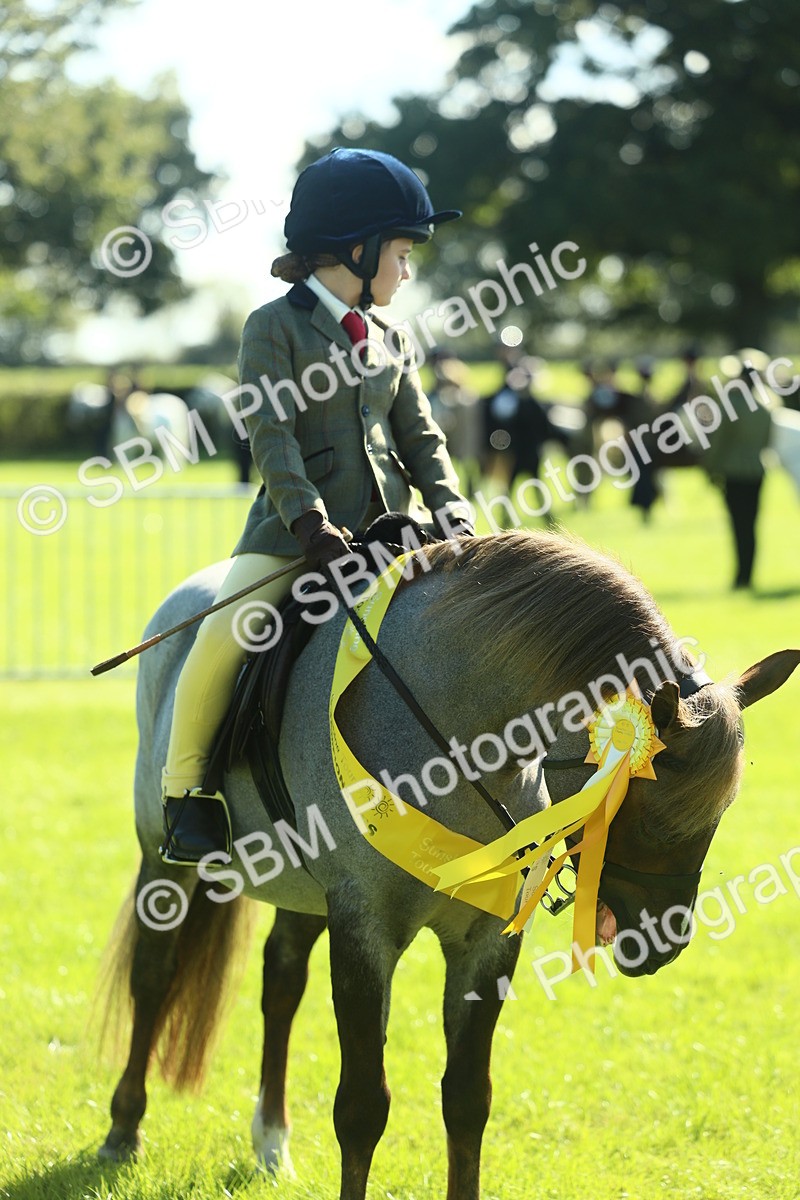 SBM_39095 - S29 - Novice & Newcomers Working Hunter Pony