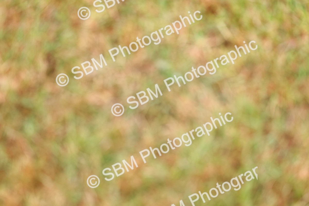 SBM_02679 - Class 9-11 Side Saddle including LIHS Rising Star Ladies Show Horse