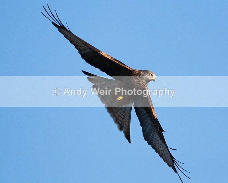 20100130-039 - Red Kite