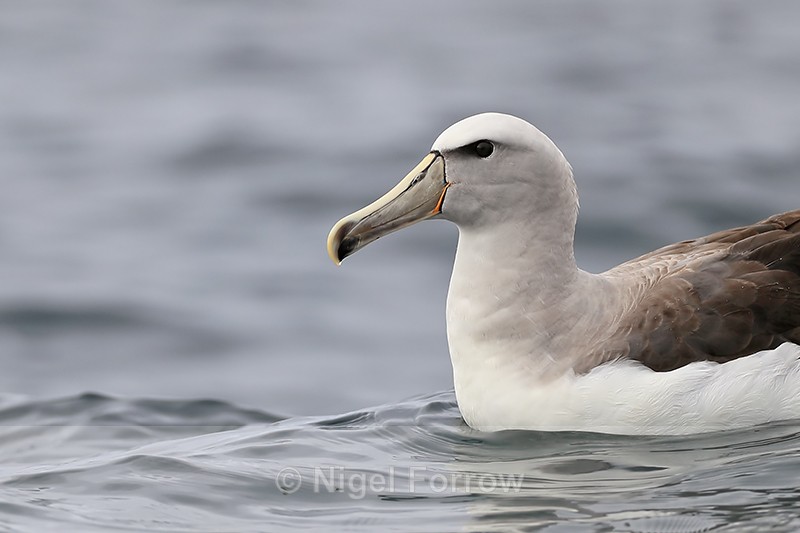Salvin's Albatross (adult) close view, Pacific Ocean, Chile - Salvin's Albatross