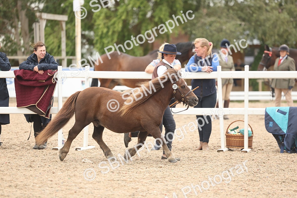 SBM_19271 - Class 317 - IH Pure Bred Horse-Pony