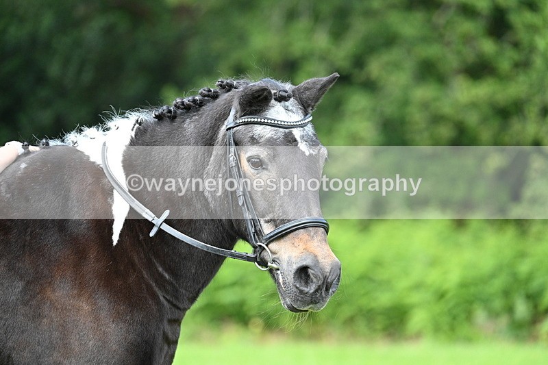 WJ7_1700 - Class 11 Condition & Turnout