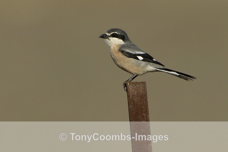 Iberian Grey Shrike - Foreign Selection