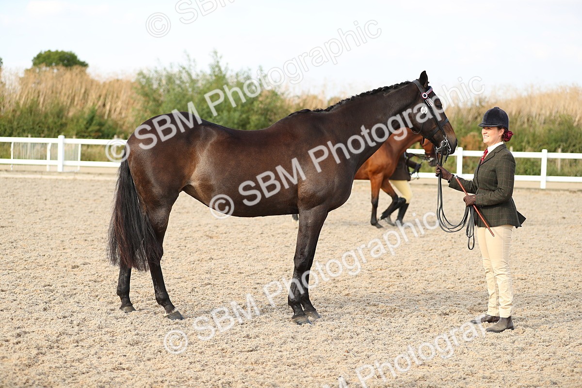 SBM_08641 - Class 28 - IH Veteran Horse