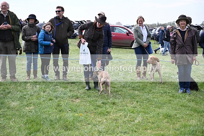 WJ6_9128 - Class 8 Best Working / Gun Dog or Bitch