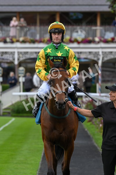 120724-Race 3-Royalty Bay-6026 - Race 3 3.15pm William Hill Keep Your Raceday Positive Irish EBF Fillies' Novice Stakes