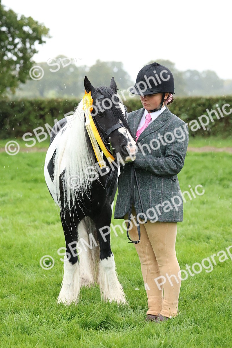 SBM_35373 - S10 - Best In Hand Horse & Pony