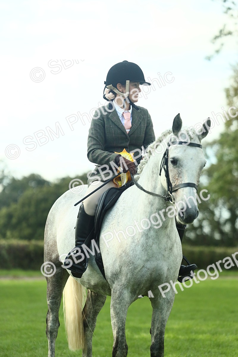 SBM_52234 - S33 - Working Hunter & Working Show Horse