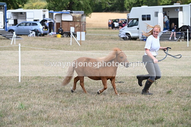 WJ6_6882 - Class 21 Shetland & Mini Horses
