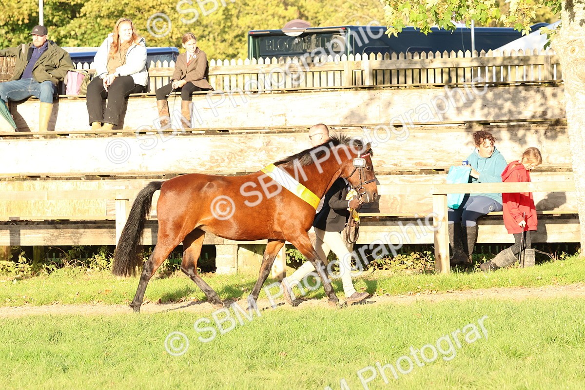 SBM_53126 - Veteran Supreme Championship