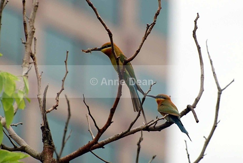 Bee Eaters in the midst of the city - Wildlife from Borneo
