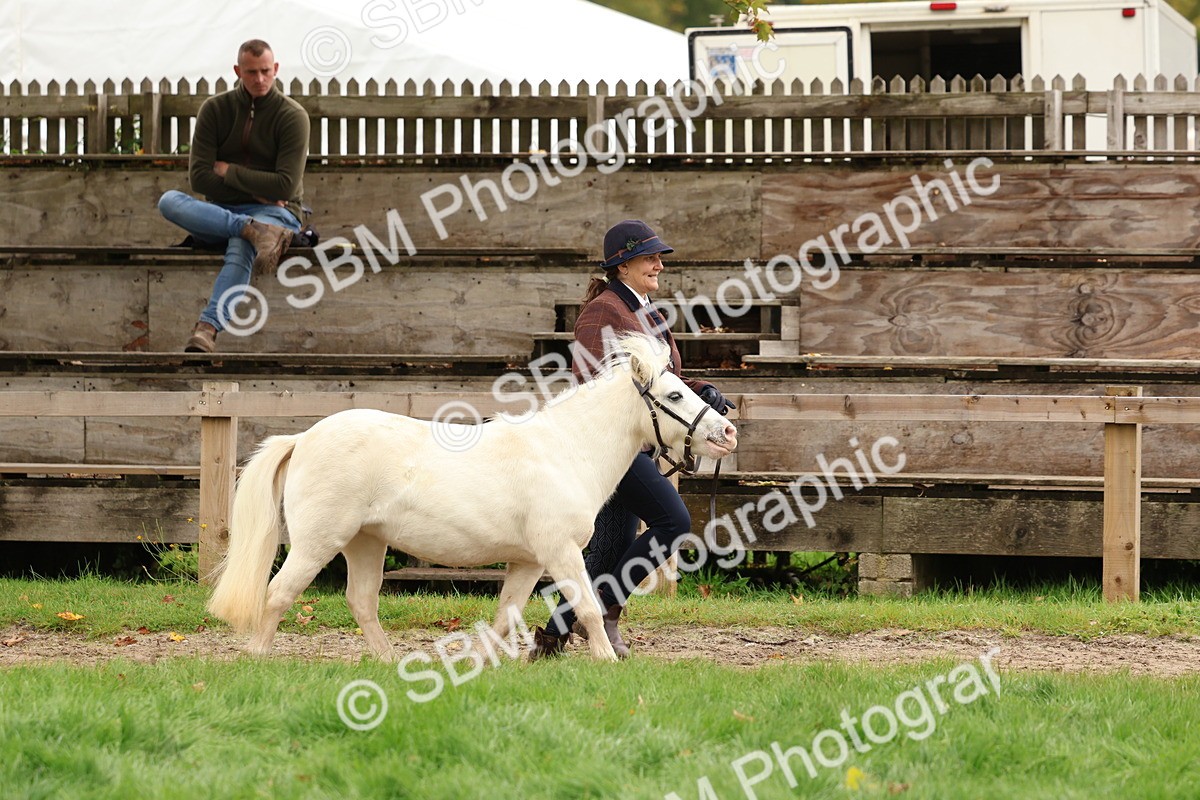 SBM_59875 - S36 - Rehabiliated Rescue Horse & Pony In Hand & Ridden
