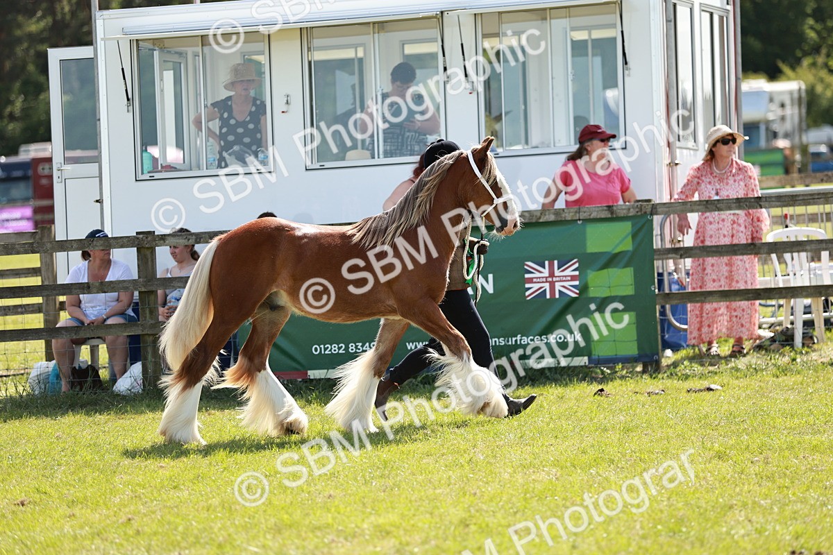SBM_08738 - Class 63-65 - Traditional Gypsy Cobs In Hand & Ridden
