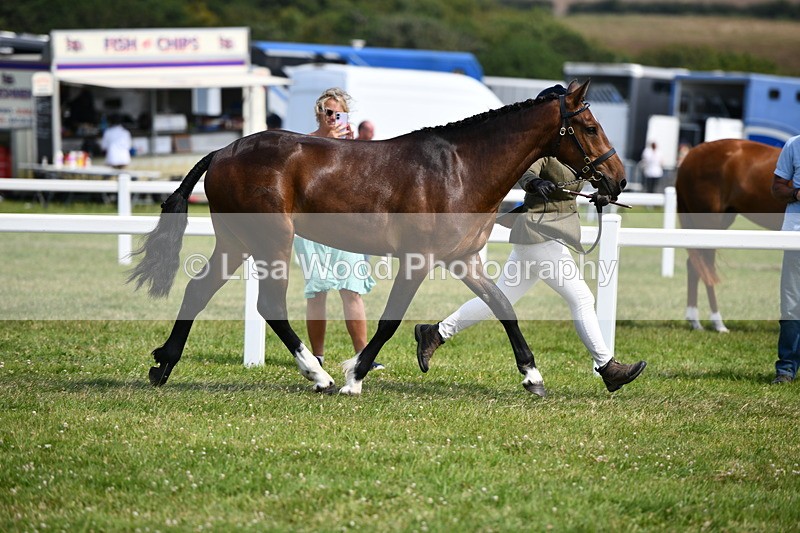 DSC_8290 - Class 68: Part Bred In Hand M & M