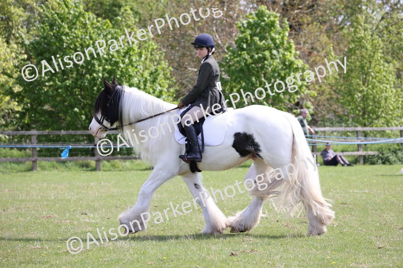20250427-4074 - Class 34 - Best Riding Horse Over 14.2hh