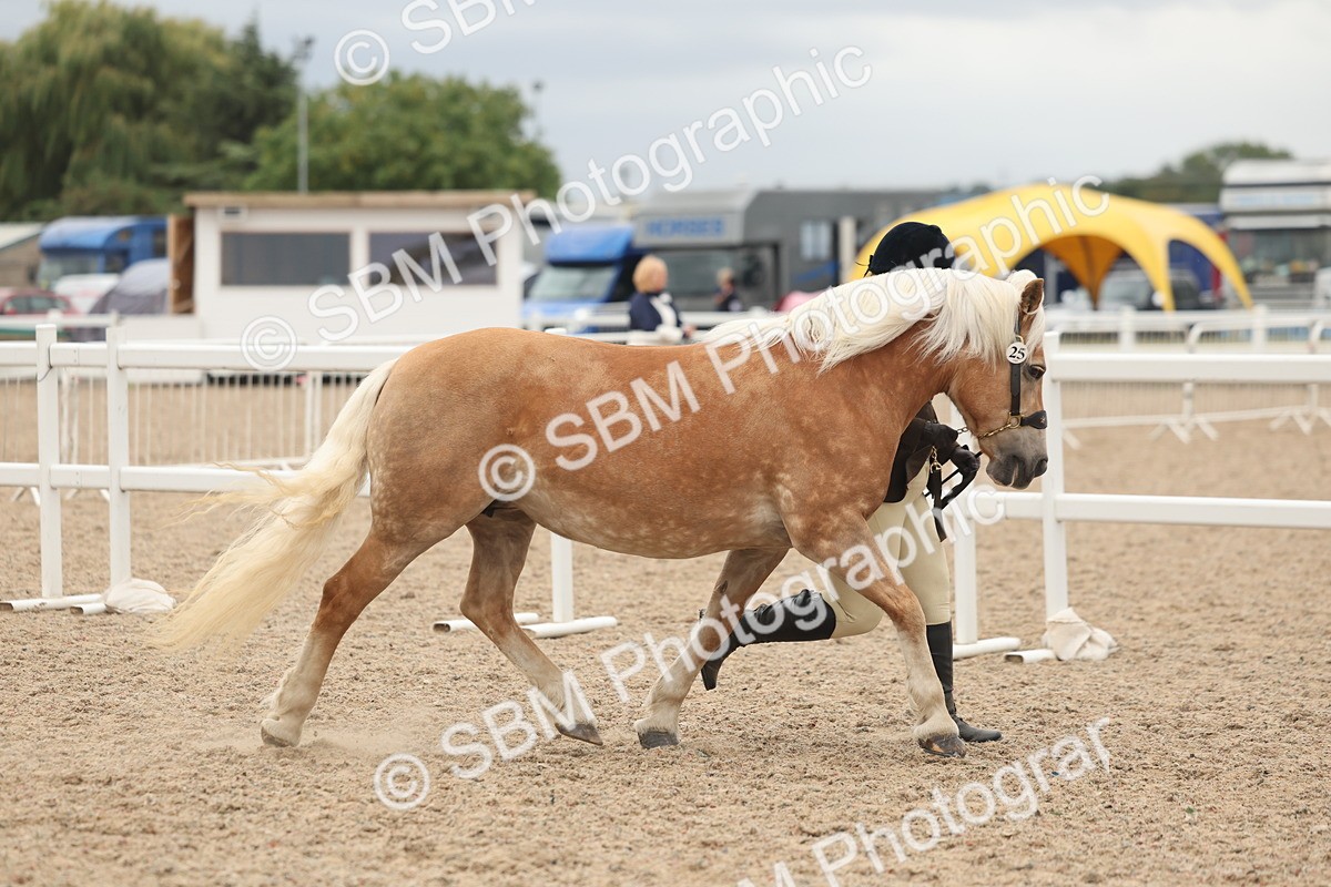 SBM_19295 - Class 317 - IH Pure Bred Horse-Pony