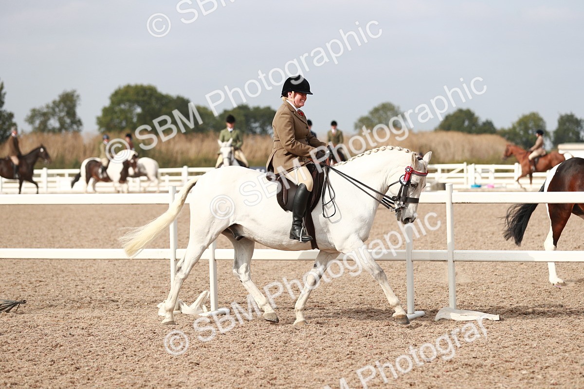 SBM_17463 - Class 215 Ridden Hack/ Riding Horse