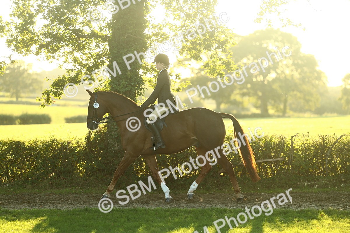 SBM_56443 - S14 - Riding Club Horse