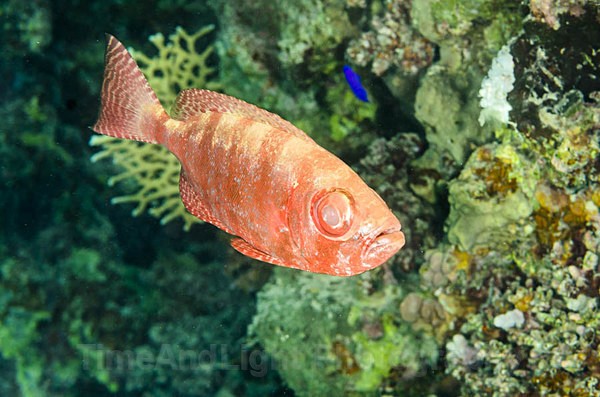 Reef bigeye - Red sea Egypt