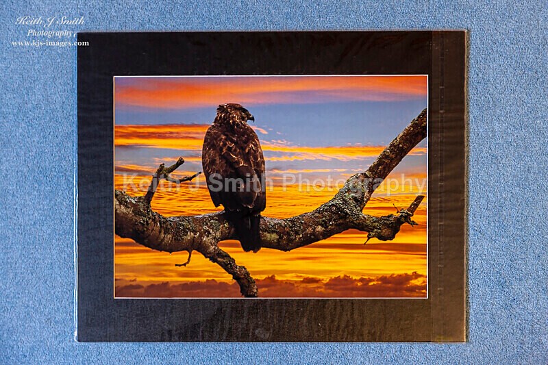 0SKJ9344. SOLD. - Mounted prints for sale.