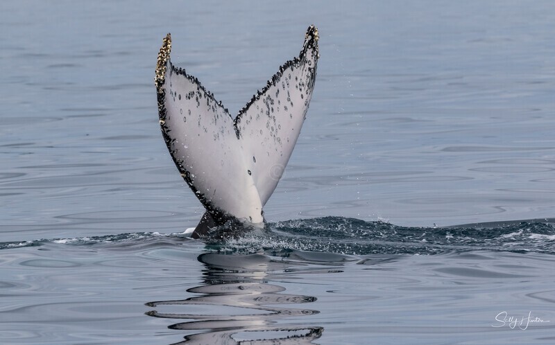 Fluke Reflection
