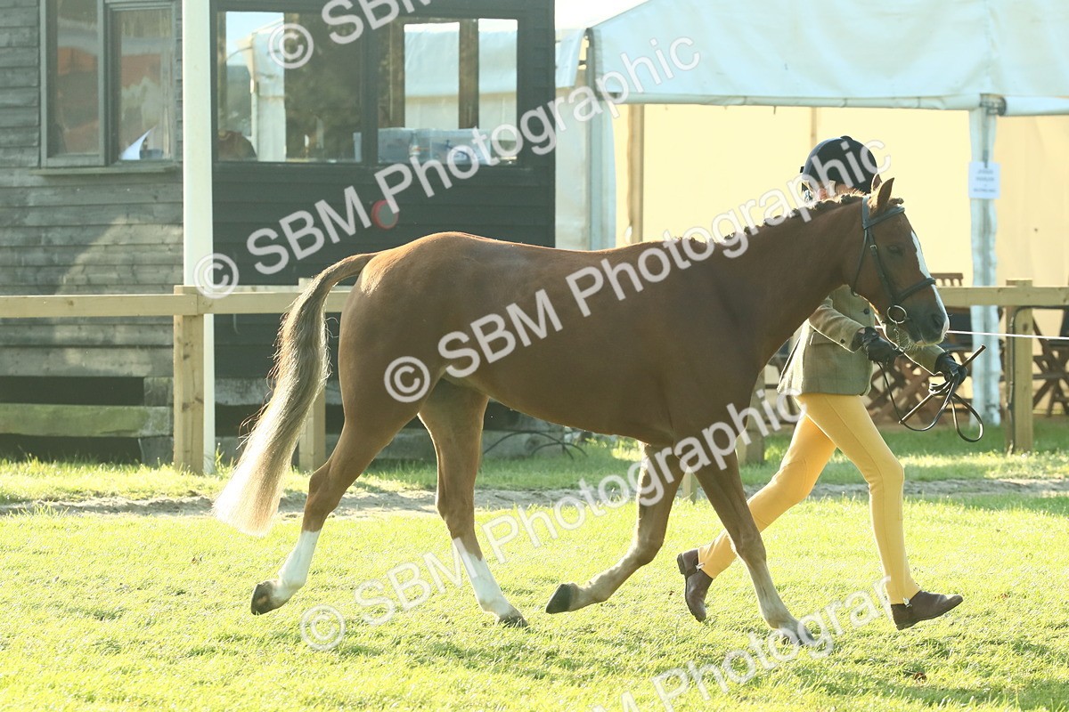 SBM_57410 - S37 - Starters In Hand Showing