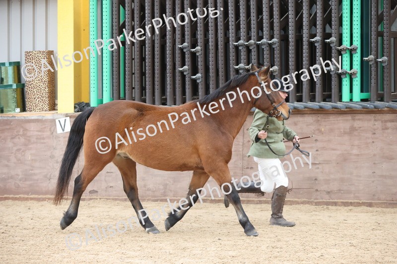 20251109-1076 - Class 29 - Geldings 4 Years and over