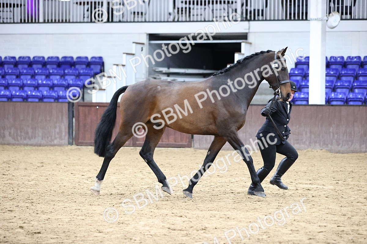 SBM_5755 - Class 3 - BSHA In Hand Show Hunter