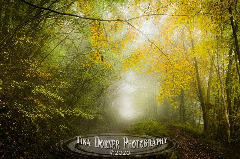 Autumn Forest of Dean. Tina Dorner Photography