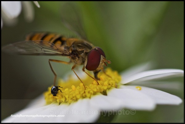 Natures Moments - Invertebrate's Macro