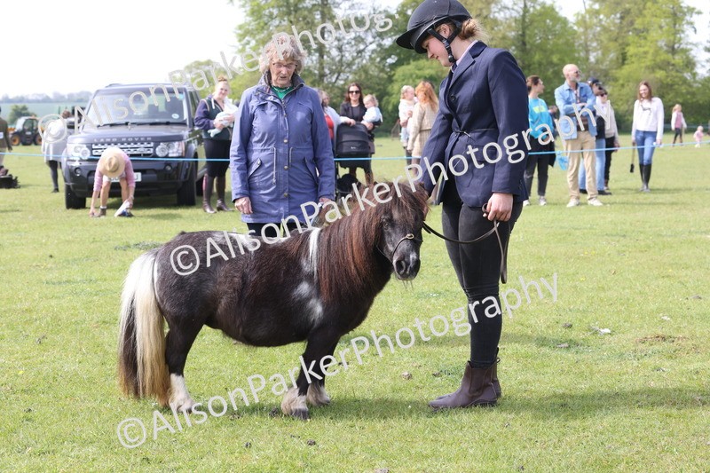 20260426-3196 - Class 26 - Shetland Ponies and Minitures