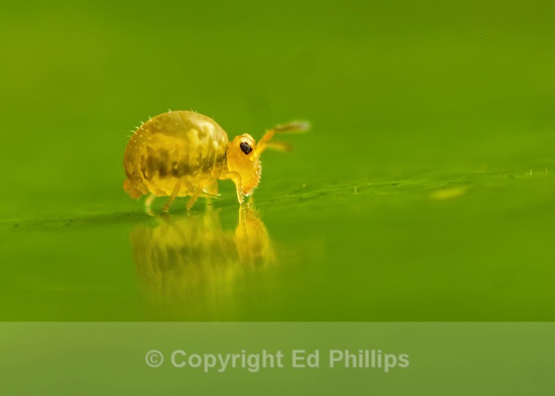 Sminthurinus aureus - Sminthurinus aureus