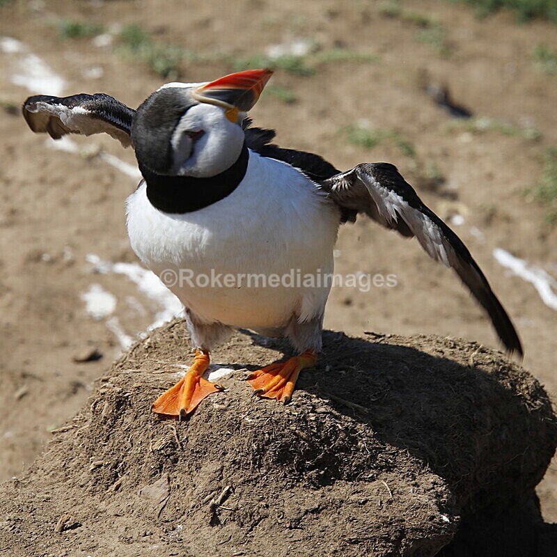 _56A7034 - Skomer 2019