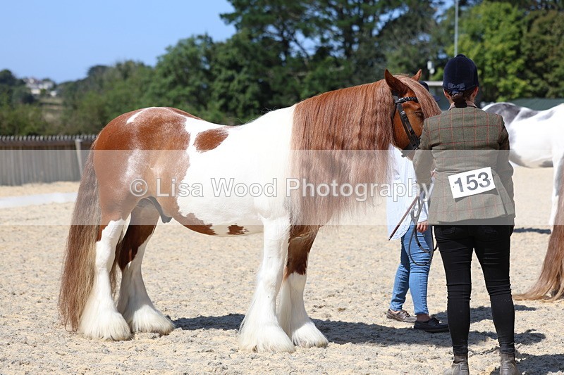 3E7A9916 - In Hand Championship