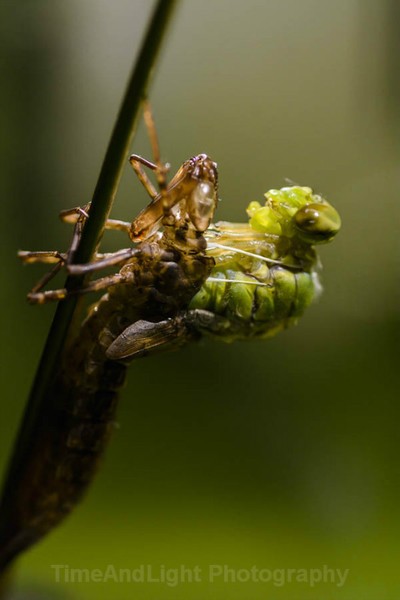 Emerging Emperor Dragonfly - Dragonflies & Damselflies