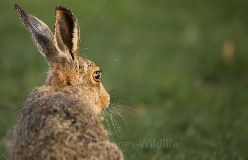 Brown Hare (Sunrise) ref bh 5 - New, Brown Hare Gallery