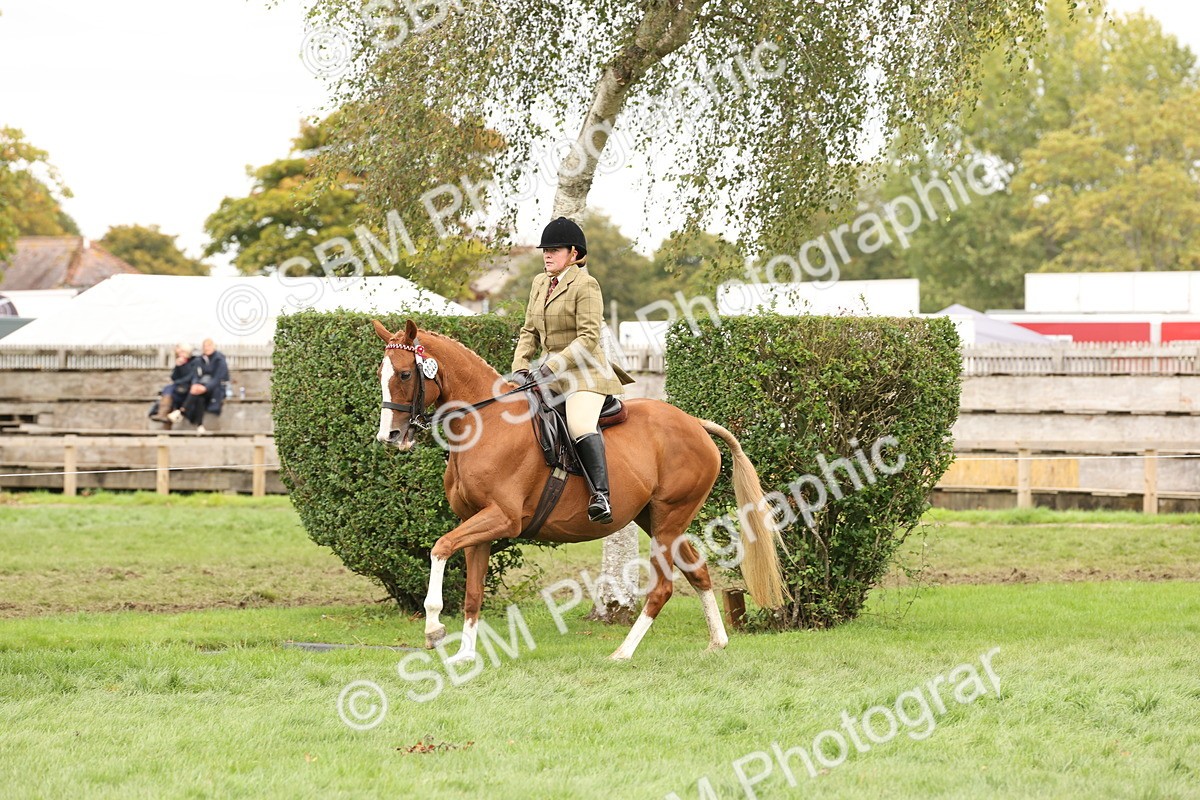 SBM_64266 - S65 - Riding Horse & Hack & Thoroughbred Ridden