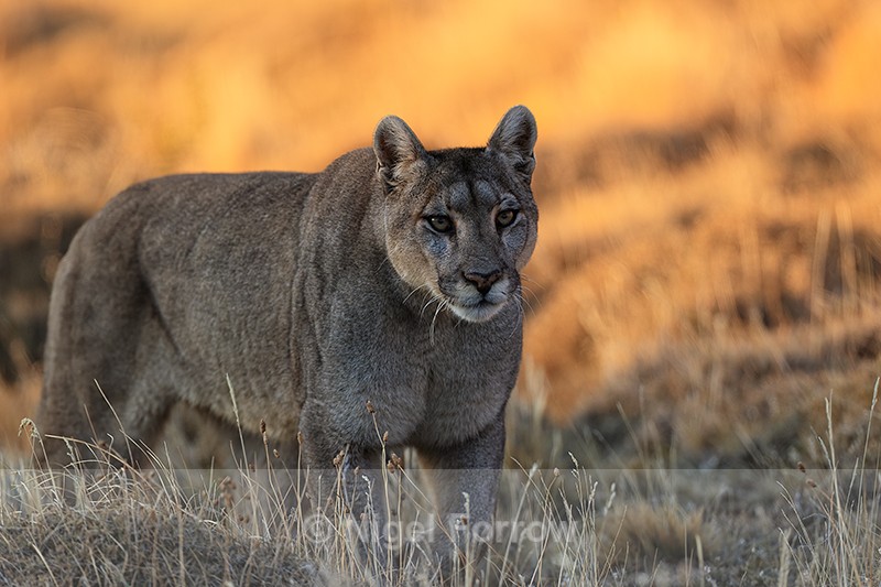 Female Puma Petaca sunlit background, Torres del Paine, Chile - Puma