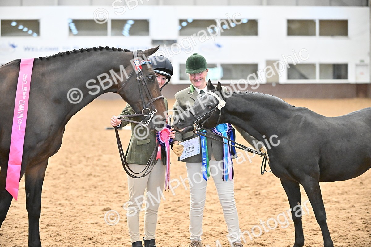 SBM_000749 - Class 14 - SSADL In Hand Championships
