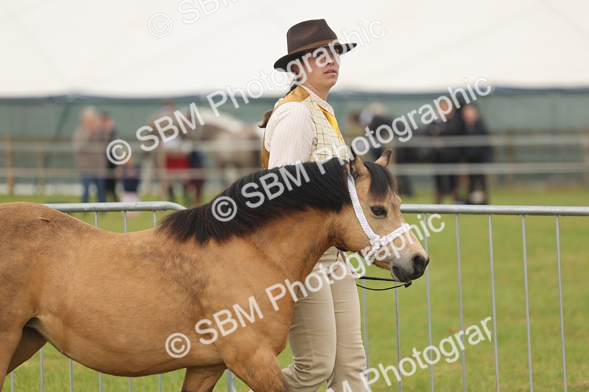 SBM_01450 - Class 50-57 - M&M Welsh Pony In Hand